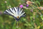 non so se  un macaone o un podalirio, sicuramente  al  pi bella farfalla che vola sui miei territori di caccia.