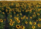 sunflowers sunflowers