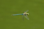 Livellula presa in volo, scatto non molto nitido, mi augoro comunque che sia un buon inizio...