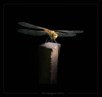 Dragonfly Dragonfly