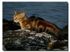 Gatto tra gli scogli Gatto tra gli scogli