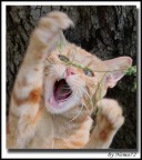 Cat Attack Cat Attack