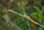 libellula gialla libellula gialla