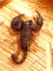 Ancora un ritratto ravvicinato di questo Scorpione.
Olympus e300 + 35mm macro olympus.
Suggerimenti e critiche sempre ben accetti.