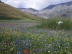 Castelluccio di Norcia! Castelluccio di Norcia!
