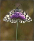 Melanargia Melanargia