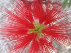 che fiore è? che fiore è?