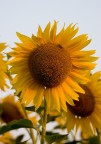 Girasole Girasole