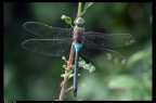 Anax parthenope