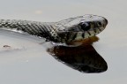 Natrix Natrix