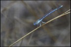 Libellula Libellula