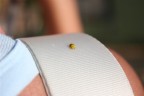 Coccinella Coccinella