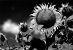 Girasoli in B/N Girasoli in B/N