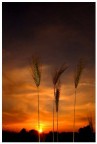 Spighe al tramonto