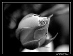 con una rosa... con una rosa...