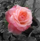 Cuore rosa Cuore rosa