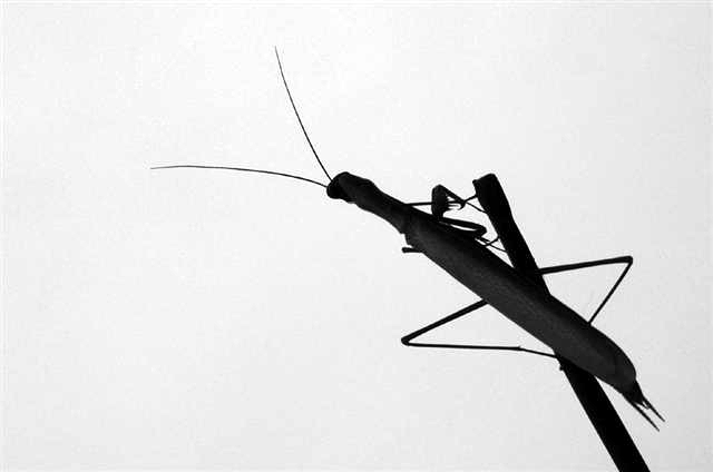 000 252 (Small).jpg