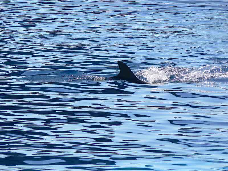 02 4u P1110624 (Medium).jpg