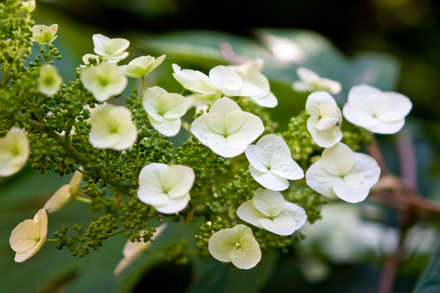 0805_Orto_Botanico_0059.jpg