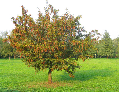 100_0011.3.jpg
