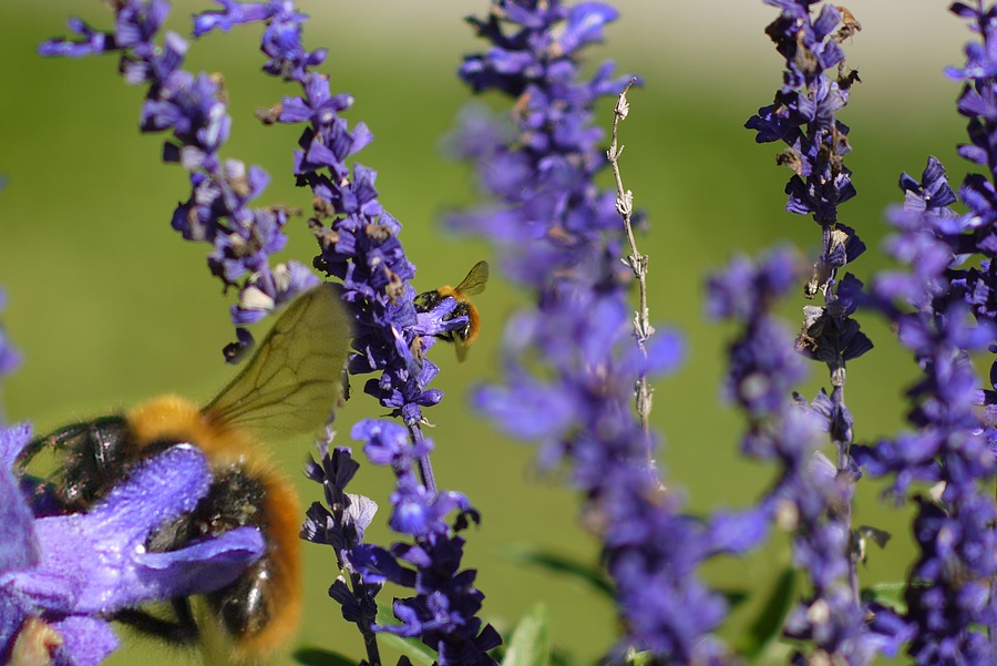 105 f2.5 + crop.jpg