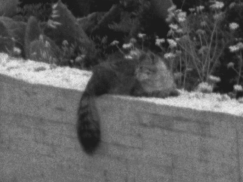 10 3600 dpi crop 100%.jpg