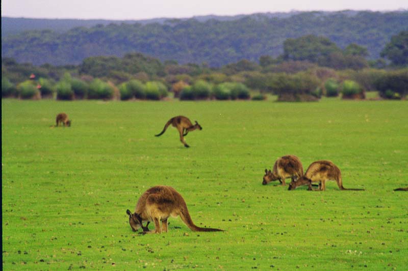 12-Pascoli del Sud.jpg
