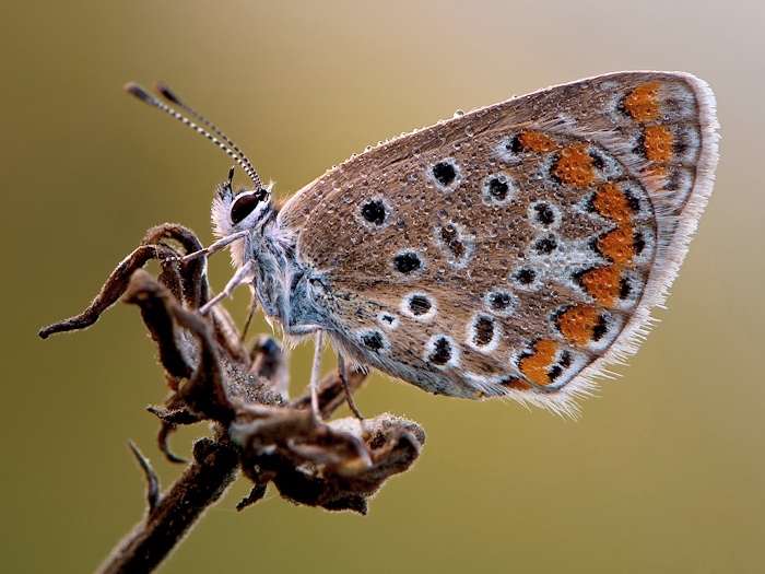 1318350947licenide_corretta.jpg