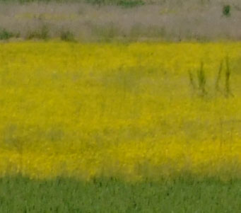 1 crop.jpg