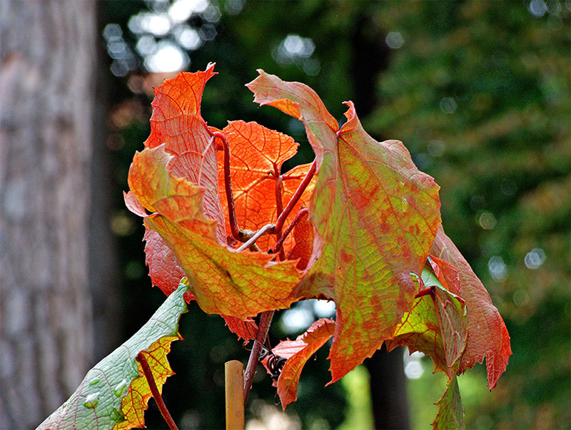2010_09180004.jpg