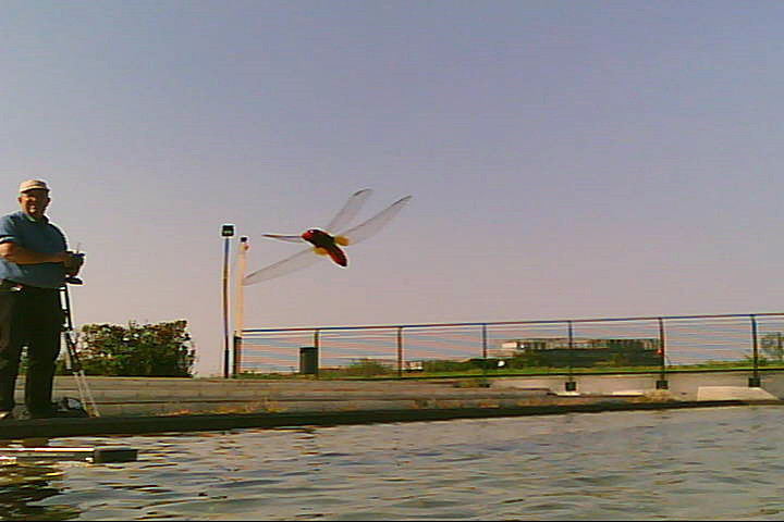 20120916 - Laghetto Malaspina_Libellule_007.jpg