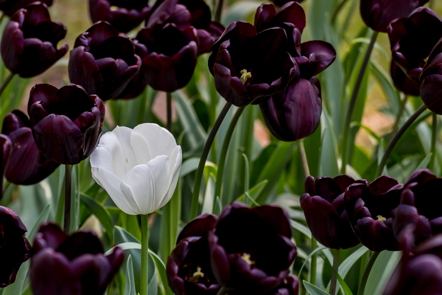 20170410__MG_2113.jpg