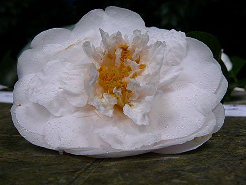 20207-500.jpg