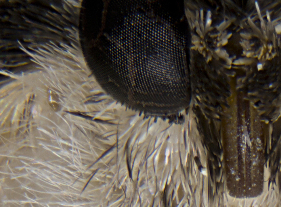 2024-05-01 22-50-15 (C,S1) 210 stack 0.jpg