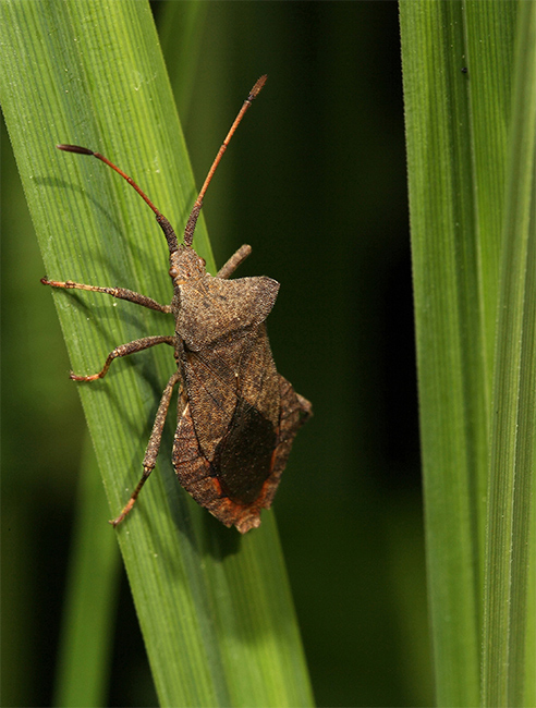 2Cimice.jpg