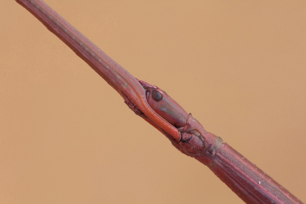 2f.jpg