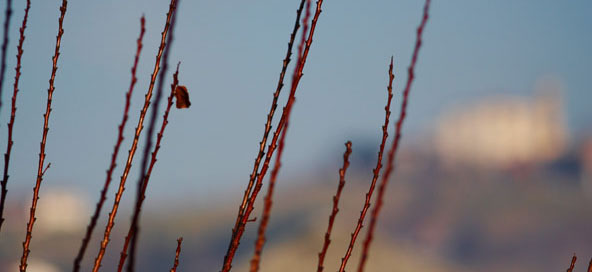 350d_200mmf28_crop.jpg