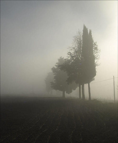 3tree.jpg