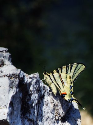 4277-small.jpg