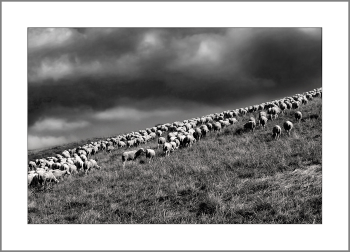 4316_castelluccio_20120706_pecore-VERSIONE-MIA.jpg