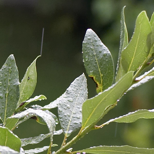 50-crop-1.jpg