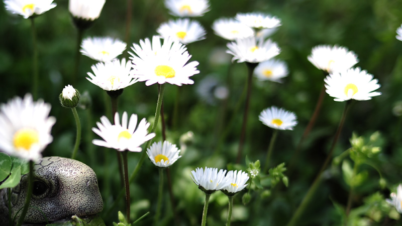 50 f2 bokeh.jpg