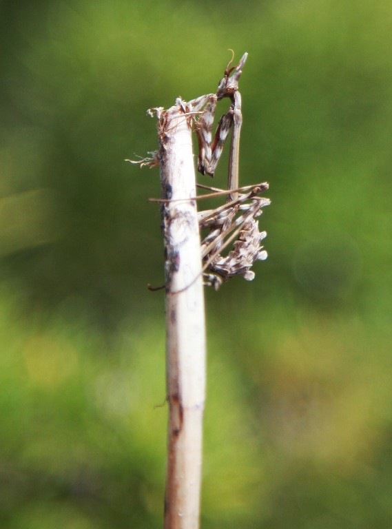 5d mrk II 275.jpg