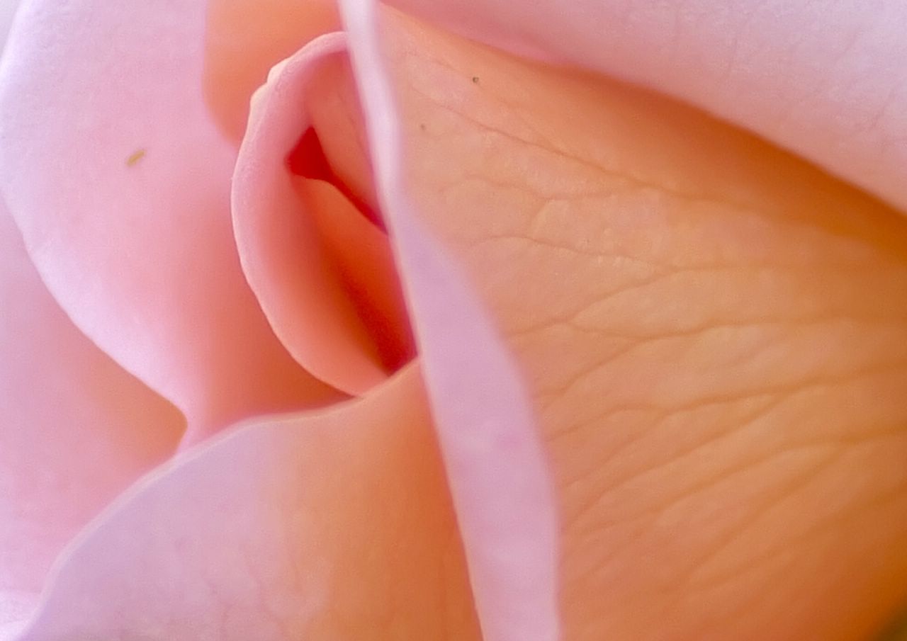 6 Crop Rosa.jpg
