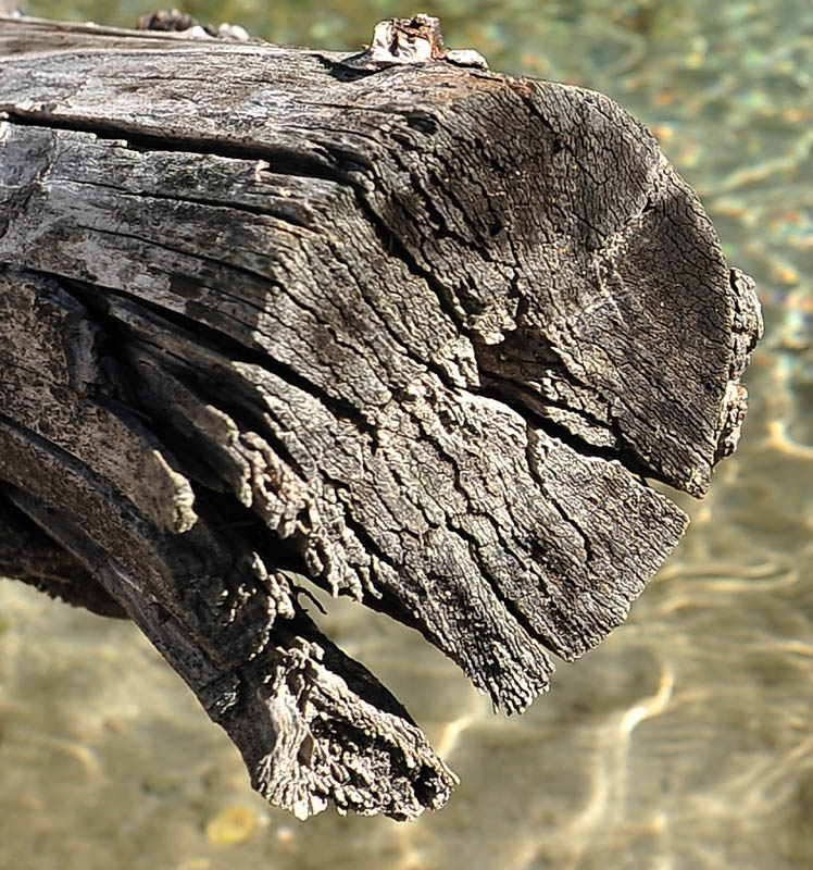 701_5745 f5,6 crop.jpg