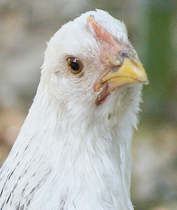 85-1.4-crop.jpg