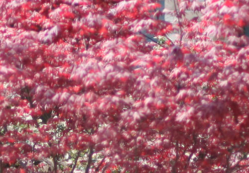 9826 crop ridotto.jpg