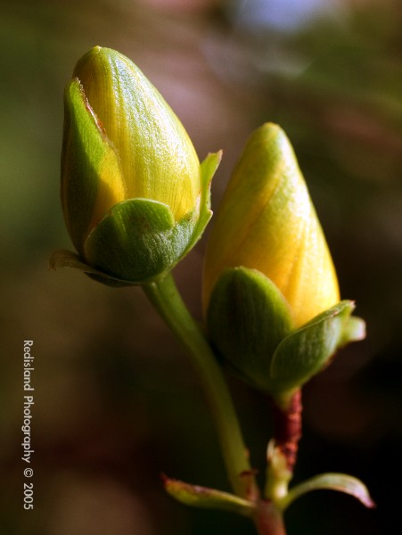 _8075208-300wtmk.jpg