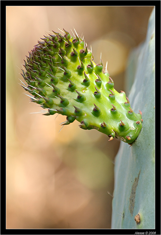 _DSC0016-copia-200k.jpg