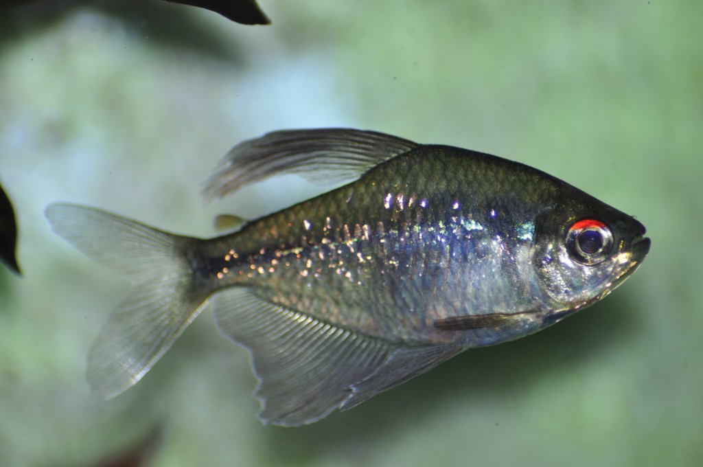 _DSC0048 [1024x768].JPG